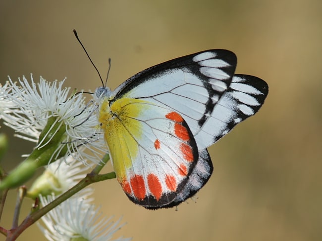 An aberrant Delias argenthona at Mount Sugarloaf