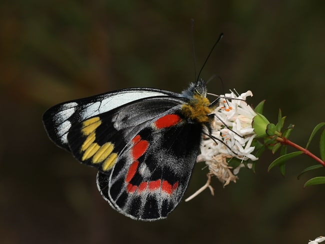 Delias harpalyce at North Lawson Park