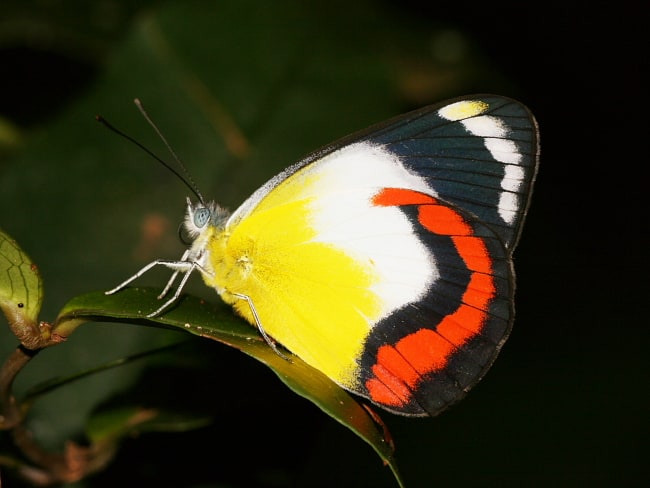 Delias mysis at Fishery Falls