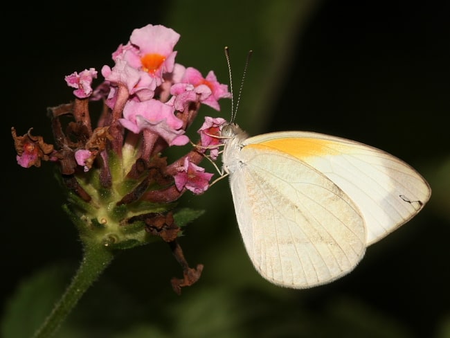 Elodina parthia at Googa State Forest