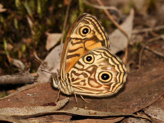 Geitoneura acantha at Lennox Bridge