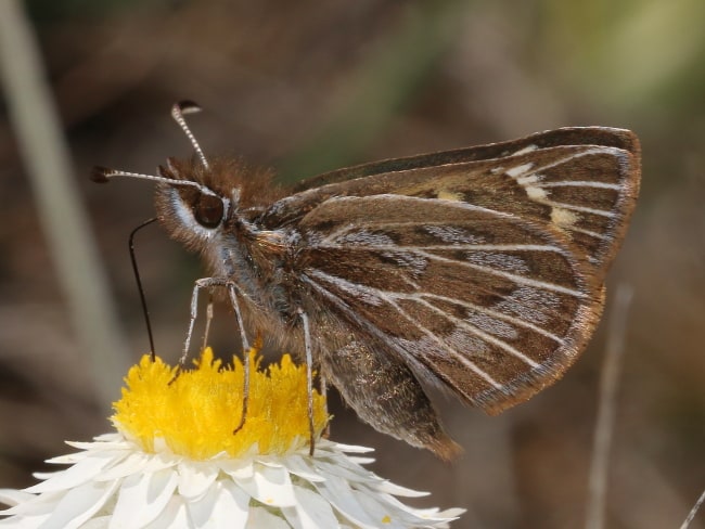 Herimosa albovenata at Captain's Flat