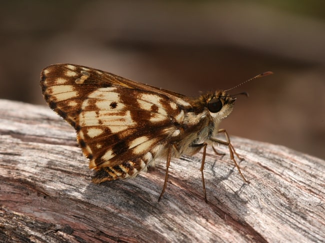 Hesperilla mastersi at Hargraves Lookout