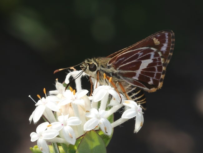 Hesperilla picta at Careel Creek