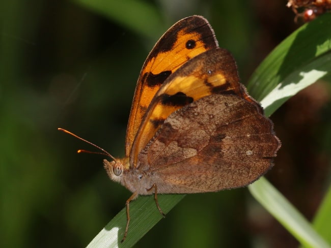 Heteronympha mirifica at Ourimbah