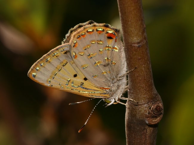 Hypochrysops epicurus at Redland Bay