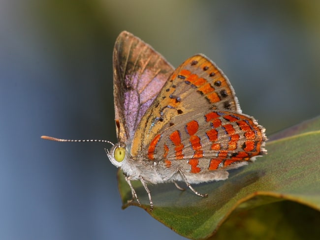 Hypochrysops ignitus at Spring Mountain Trig Point