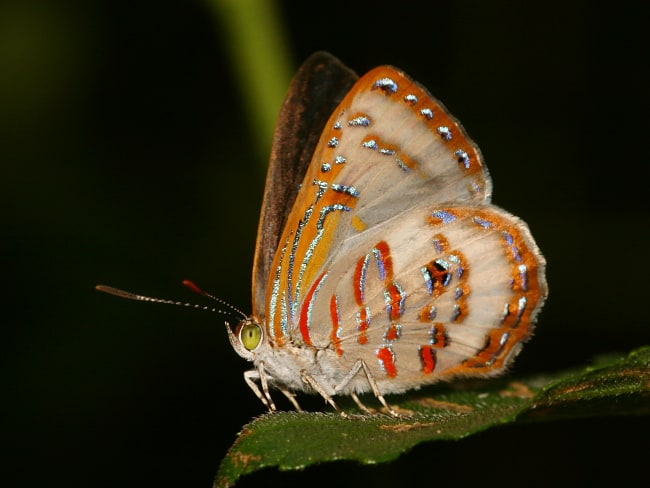 Hypochrysops miskini at Smithfield