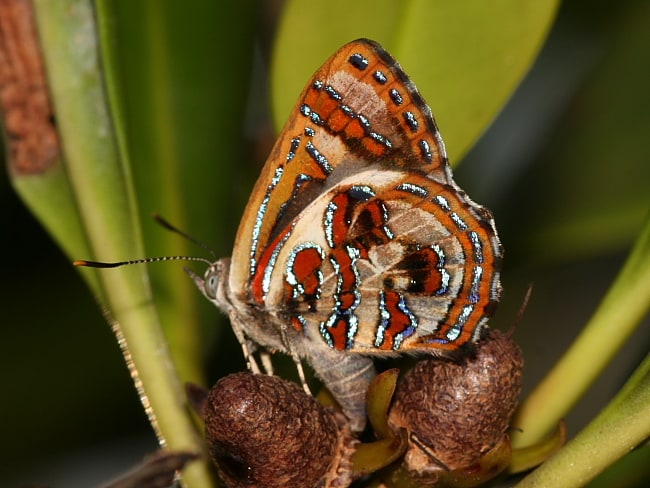 Hypochrysops narcissus at the Mangrove Boardwalk