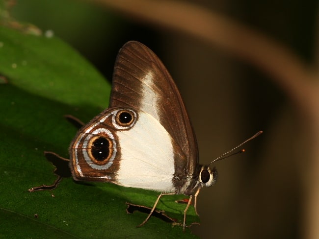 Hypocysta angustata near the Rainforest Camp