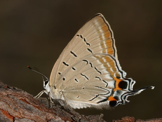 Jalmenus pseudictinus at Specimen Hill