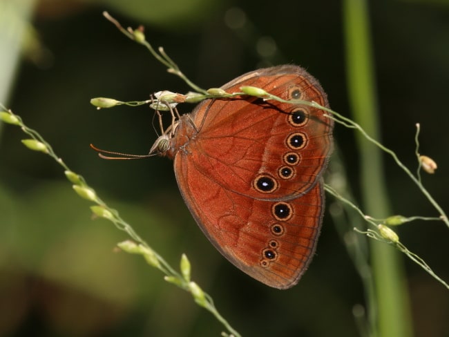 Mycalesis sirius at Cairns Central Swamp