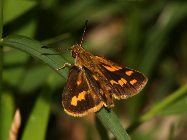 Ocybadistes knightorum at Sawtell