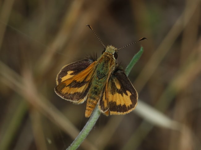 Ocybadistes walkeri hypochlorus at Marino Conservation Park