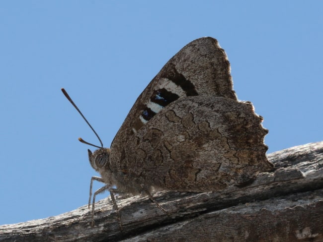 Ogyris idmo at Dongara