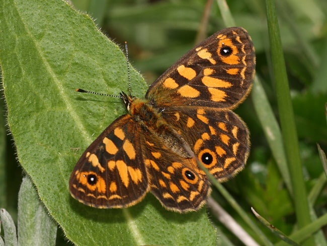 Oreixenica correae at Thredbo