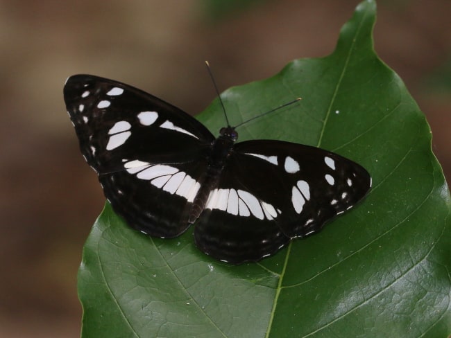 Phaedyma shepherdi at the JCU Campus