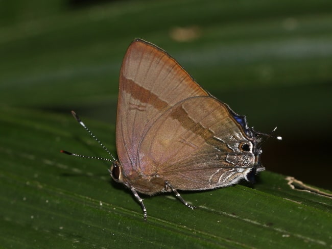 Rapala varuna at Townsville Palmetum