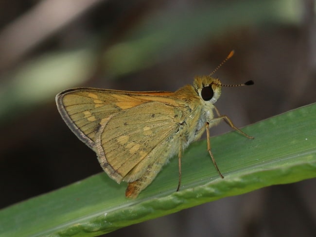 Taractrocera ina at Townsville Common