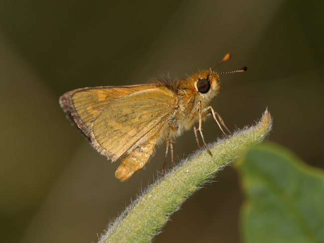 Taractrocera papyria agraulia at Bold Park