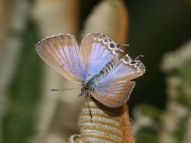 Theclinesthes onycha at Brisbane Botanic Gardens