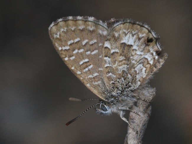 Theclinesthes sulpitius at Mason Park