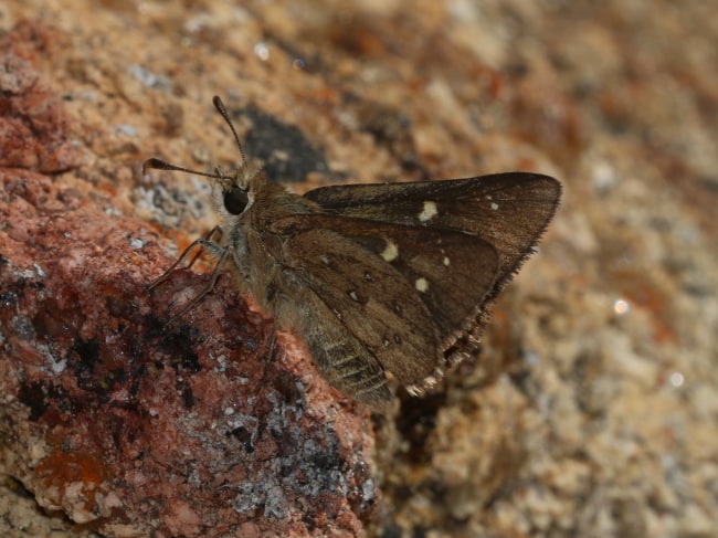 Trapezites atkinsi at Cape Naturaliste