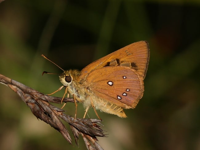 Trapezites eliena at Mount Coot-tha