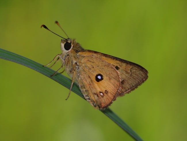 Trapezites_heteromacula at Clohesy River Road