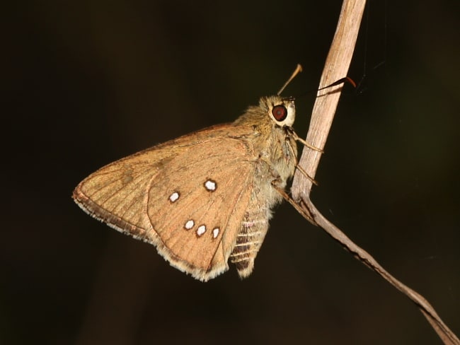 Trapezites iacchus