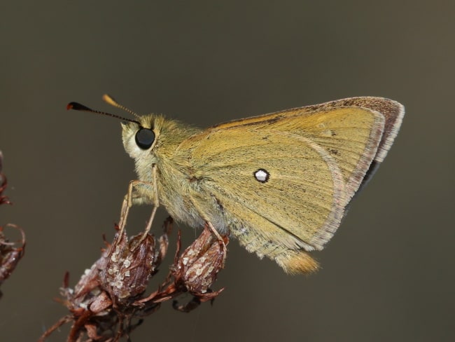 Trapezites lureus at Tuggeranong Hill