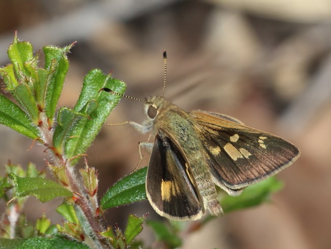 Trapezites petalia at Cox Street bushland