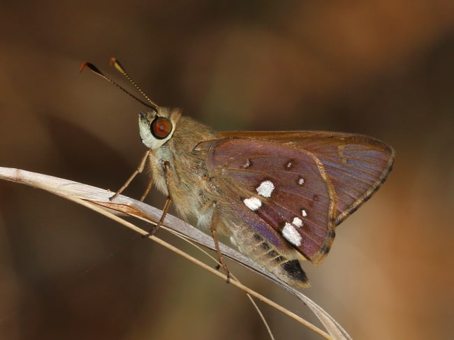 Trapezites praxedes at Chapman's Hill