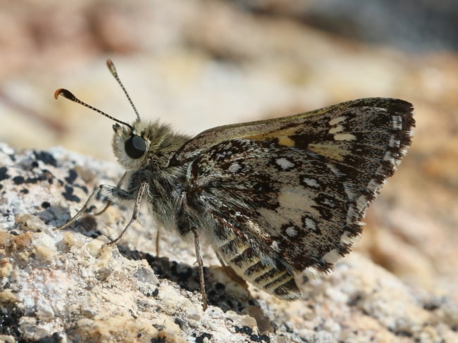 Trapezites waterhousei at Southern Cross