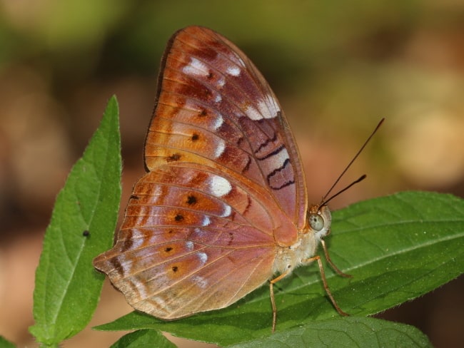 Vagrans egista at Mount Whitfield