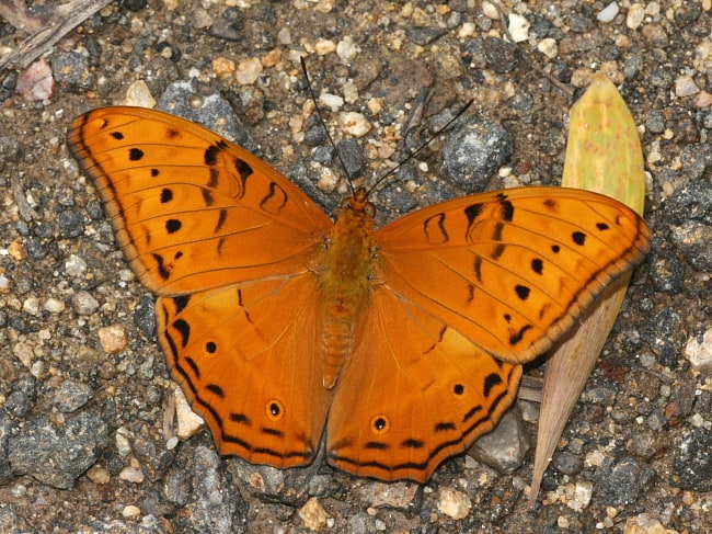 Vindula arsinoe on Black Mountain Road