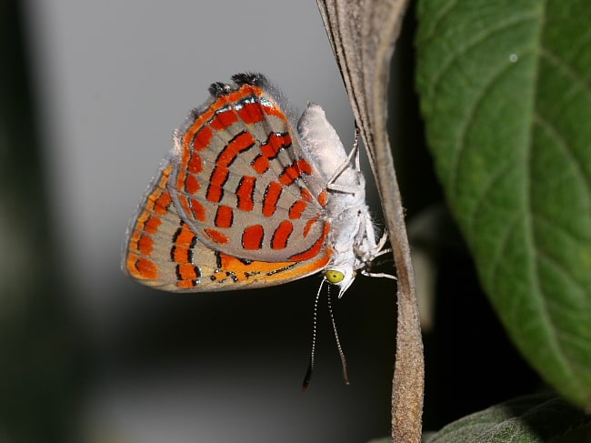 Hypochrysops delicia duaringae (Moonlight Jewel)