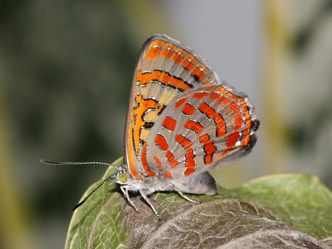 Hypochrysops delicia duaringae (Moonlight Jewel)