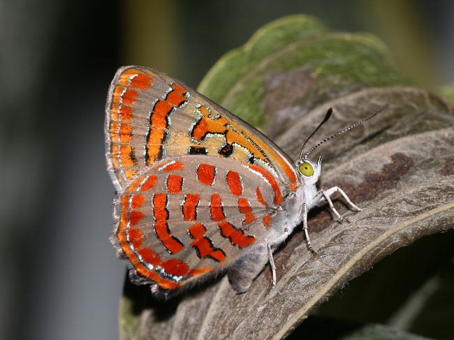 Hypochrysops delicia duaringae (Moonlight Jewel)