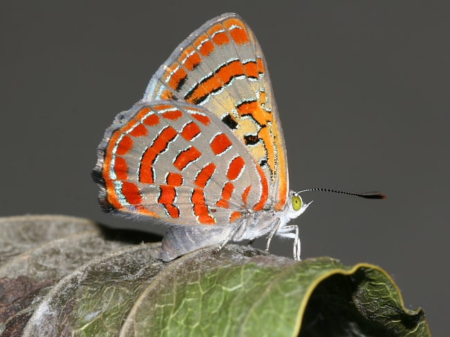 Hypochrysops delicia duaringae (Moonlight Jewel)