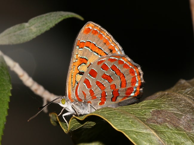 Hypochrysops delicia duaringae (Moonlight Jewel)