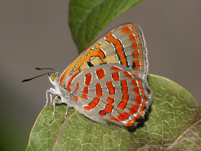 Hypochrysops delicia duaringae (Moonlight Jewel)