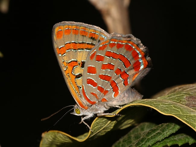 Hypochrysops delicia duaringae (Moonlight Jewel)