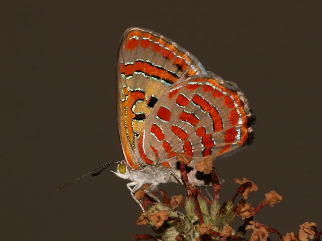 Hypochrysops delicia duaringae (Moonlight Jewel)