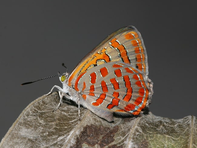 Hypochrysops delicia duaringae (Moonlight Jewel)