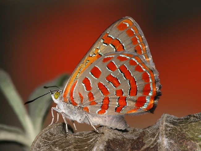 Hypochrysops delicia duaringae (Moonlight Jewel)