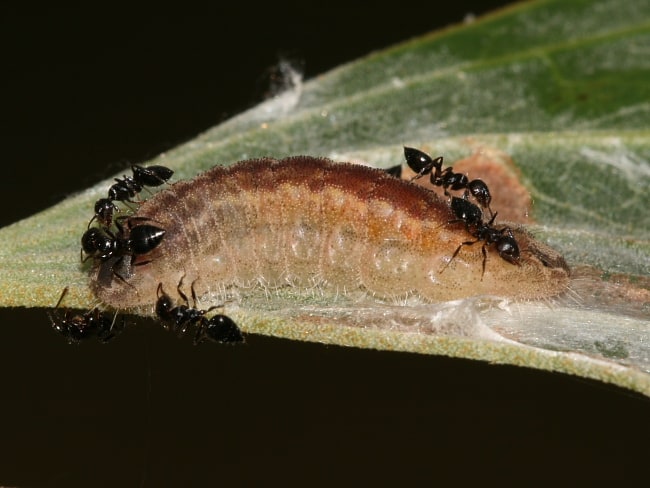 Hypochrysops delicia duaringae (Moonlight Jewel)