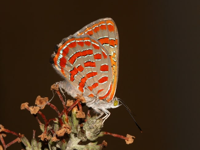 Hypochrysops delicia duaringae (Moonlight Jewel)