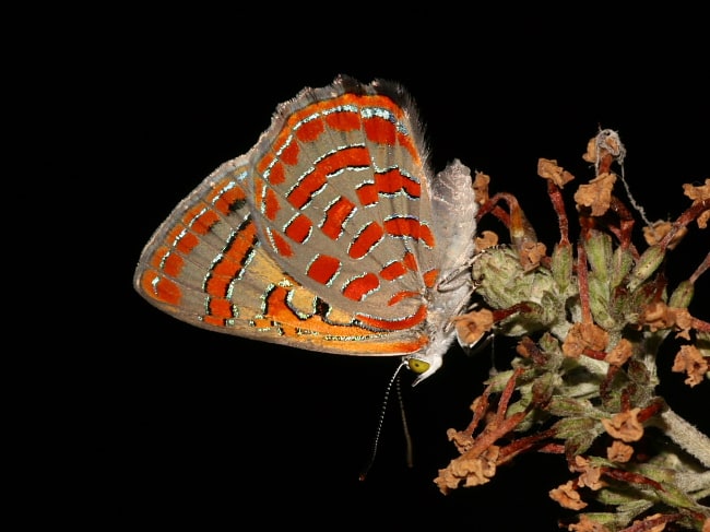 Hypochrysops delicia duaringae (Moonlight Jewel)