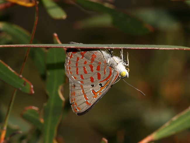 Hypochrysops delicia delicia (Moonlight Jewel)